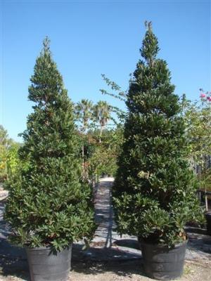 Images Lara's Landscaping Services