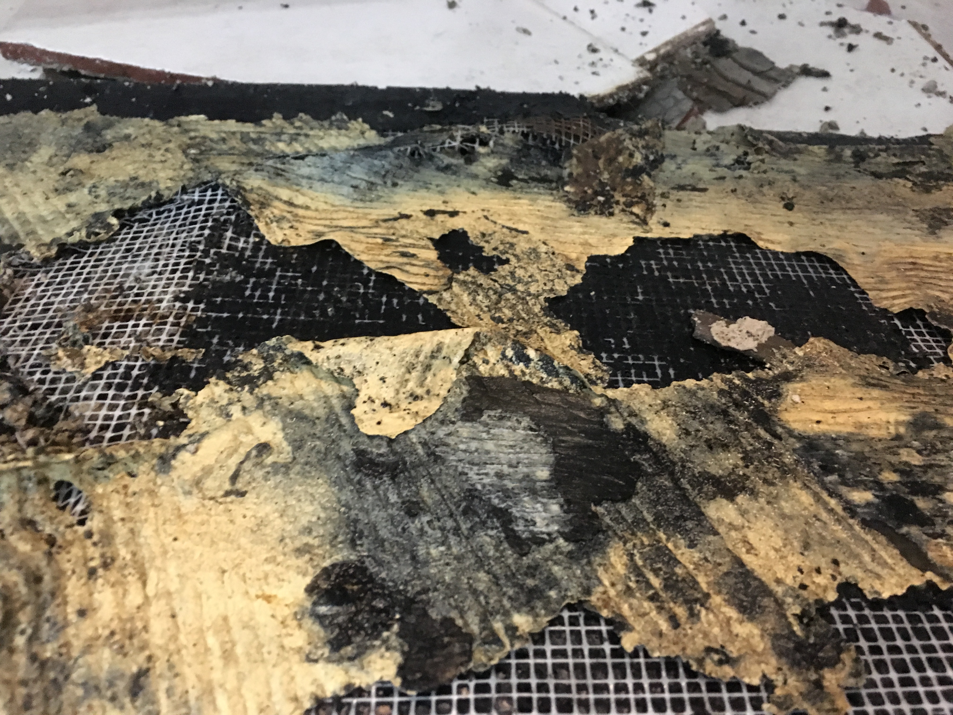 The water damage was not treated immediately, which then turned into mold.