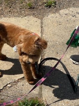 Images Poopie Scoopers r-us Sir Scoop