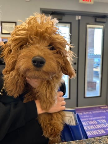 Images VCA Preston Park Animal Hospital