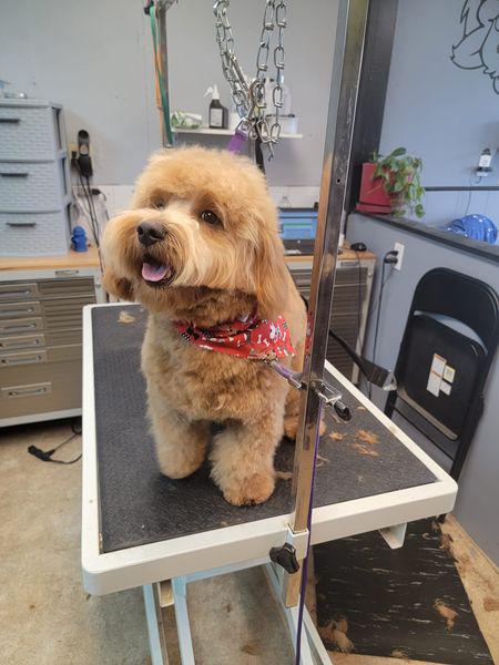 Images Luna's Dog Grooming Salon