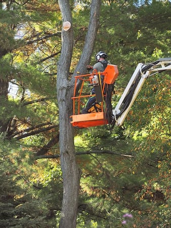 Images Trustfall Tree Service