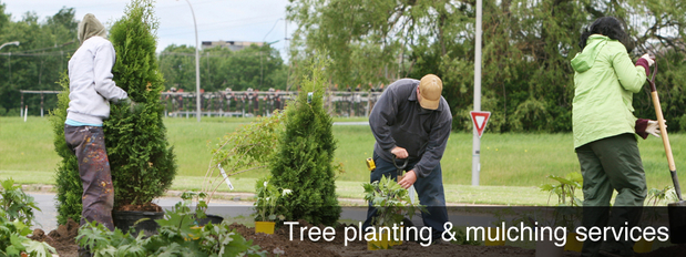 Images Darryl's Tree Service