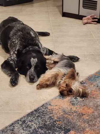 Images Your Trusted Pet Sitter
