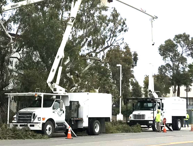Images Newbury Park Tree Service