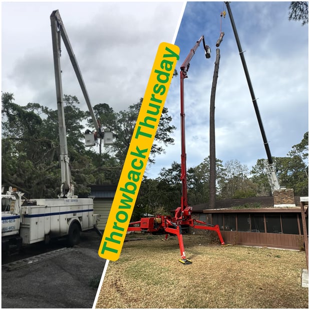 Images Magana Tree Service