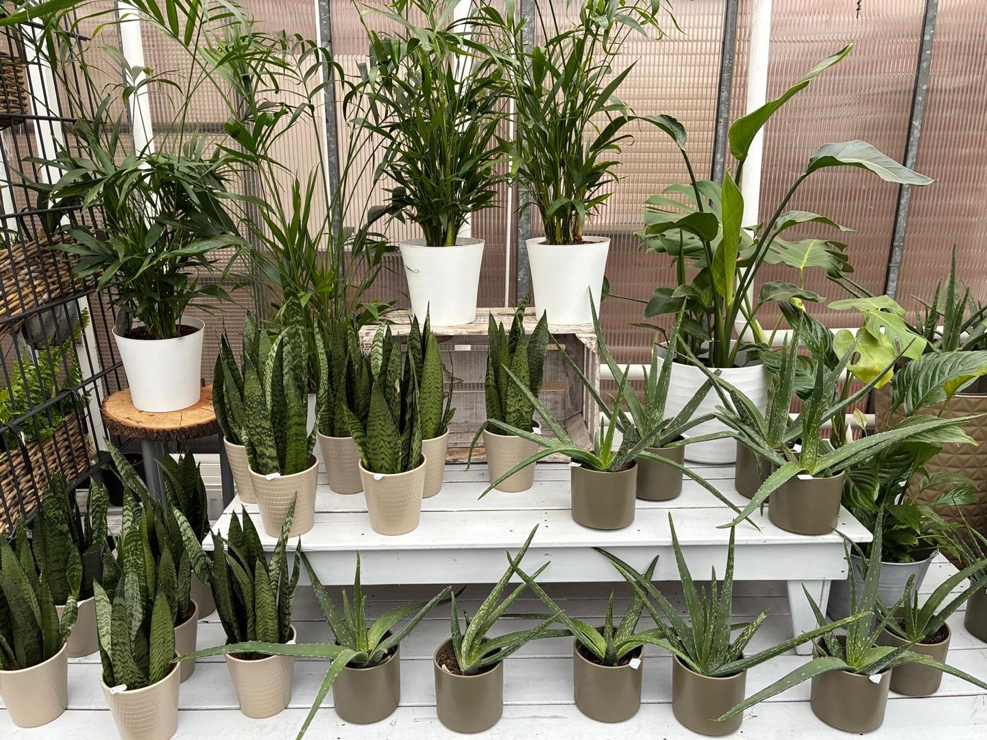 Blumen Huff Inh. Thorsten Huff, Stationsweg 195 in Mönchengladbach