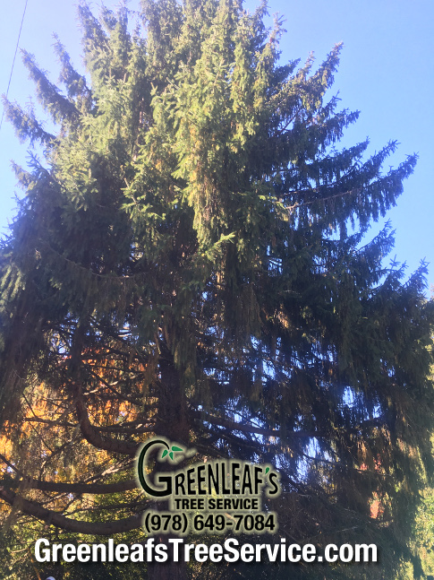 Greenleaf's Tree Service Photo