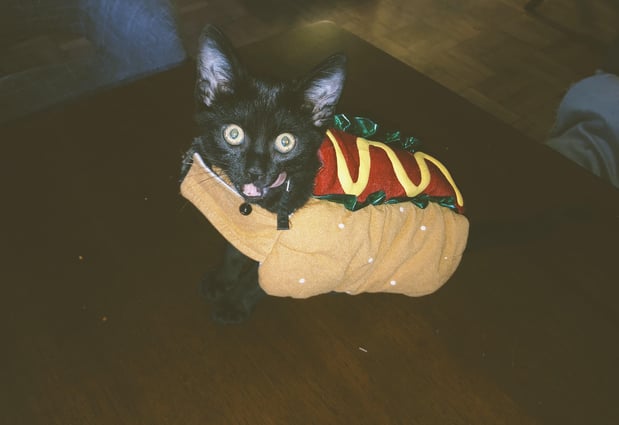 Images Melrose La Brea Animal Hospital