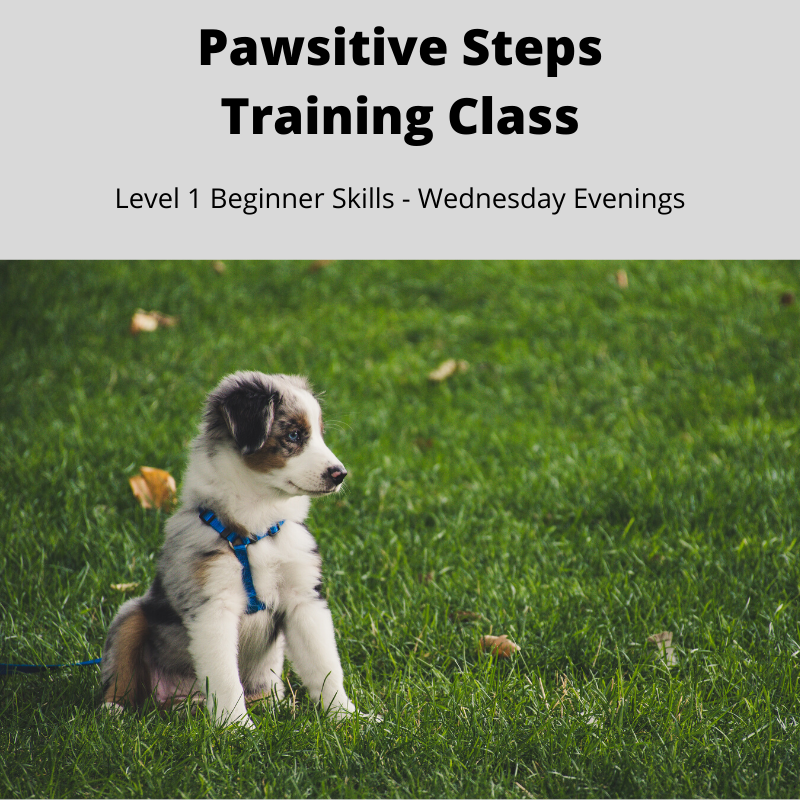 Image of Local Pet Event Pawsitive Steps Training Class - Level 1 Beginner Skills Nearby