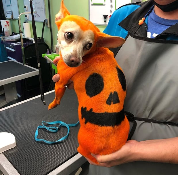 Images San Diego Grooming Academy