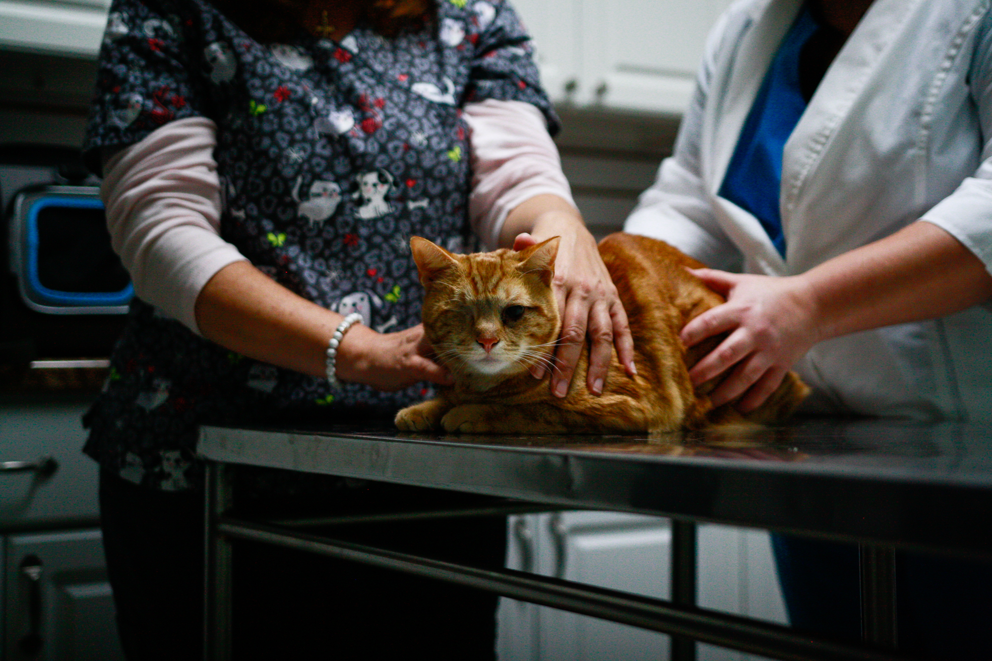 We understand that many cats are stressed by veterinary visits. We do everything we can  to provide a calm and gentle experience for your furry friend.