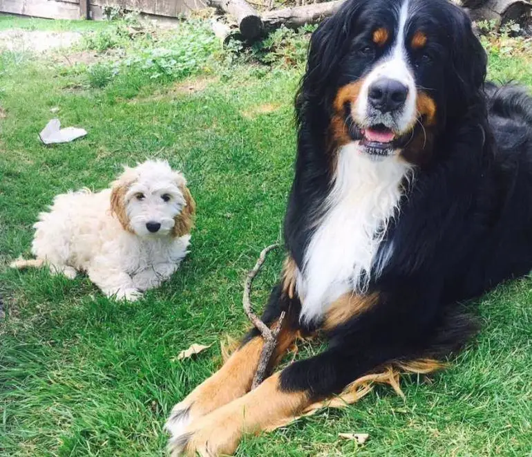 Images Mack's Pet Care