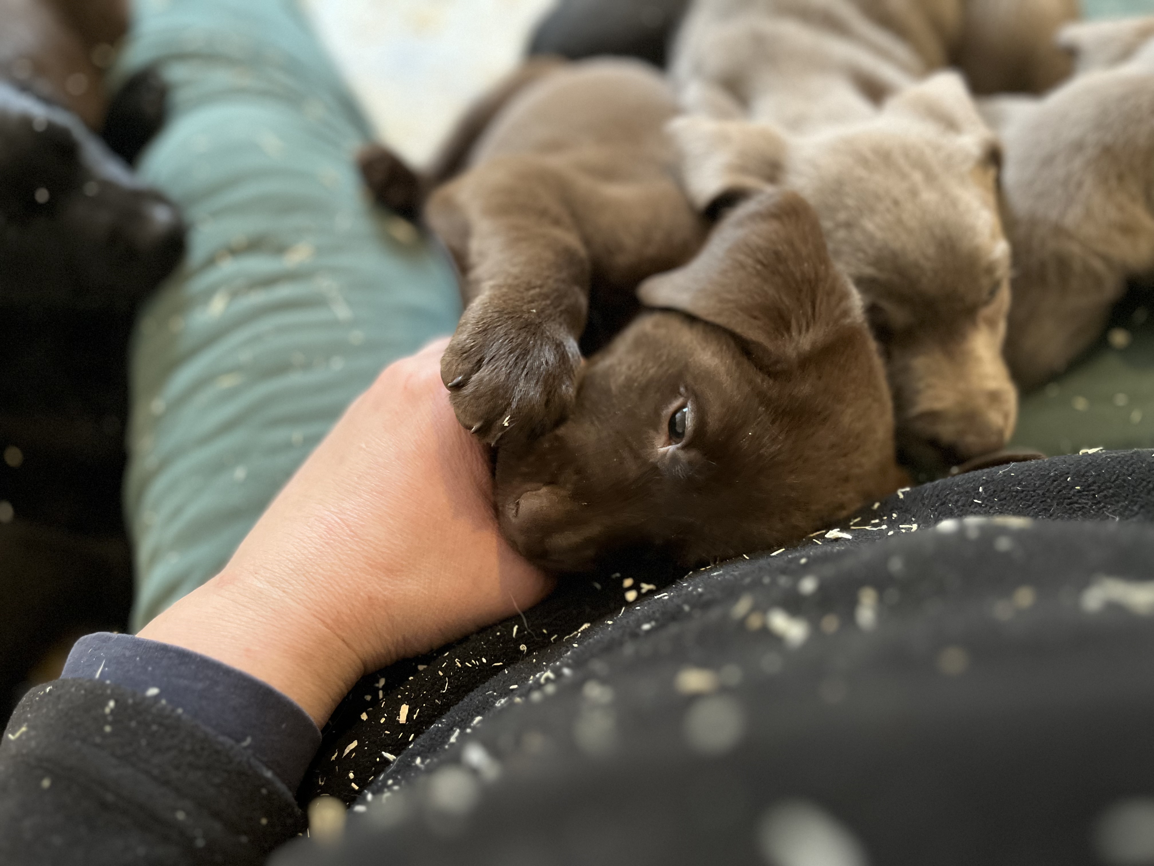Labbies of Love- prignitz, Berliner Straße 2a in Gumtow