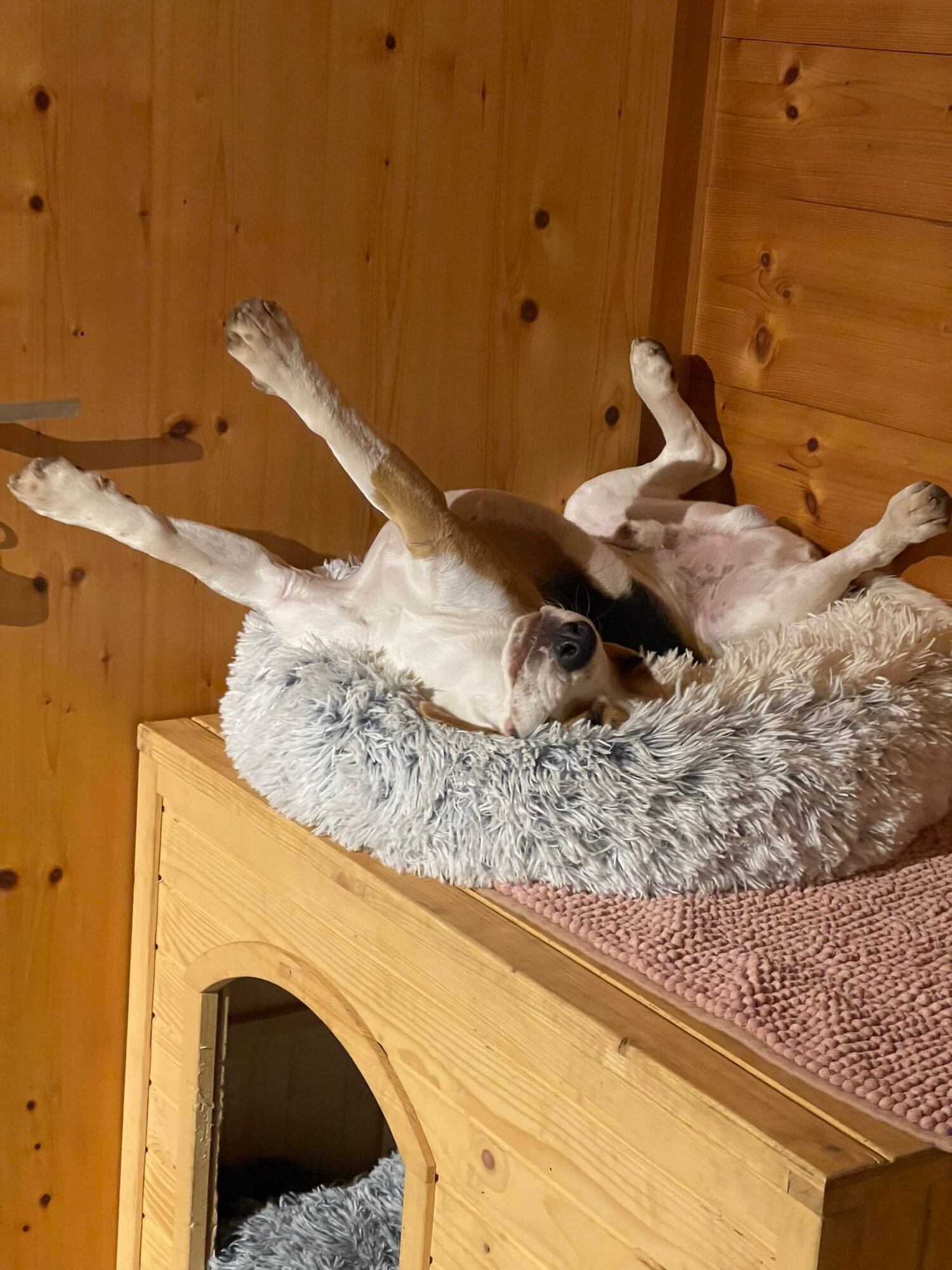 Bilder Beagleszucht Appenzell