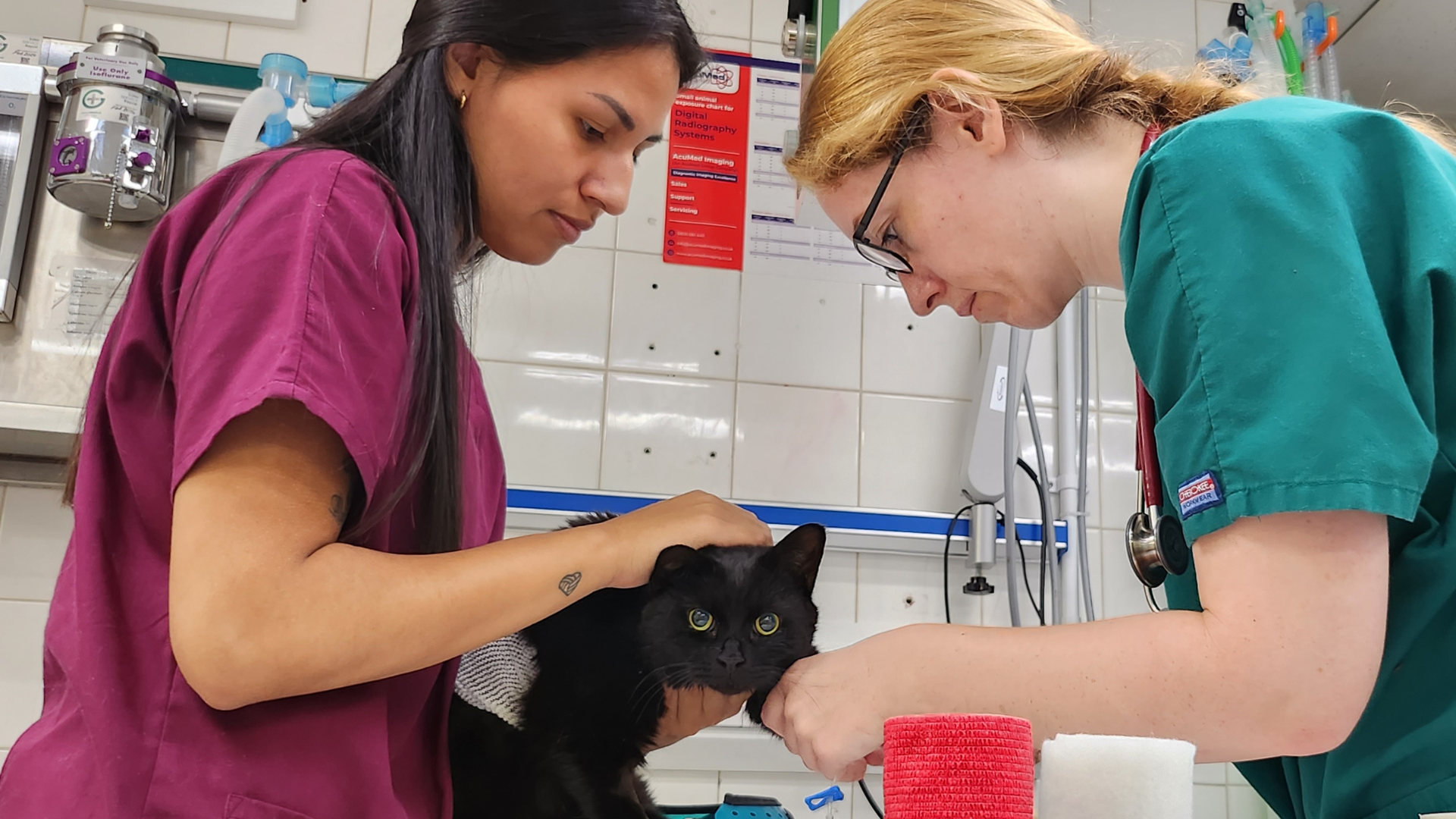Images Streatham Hill Veterinary Surgery