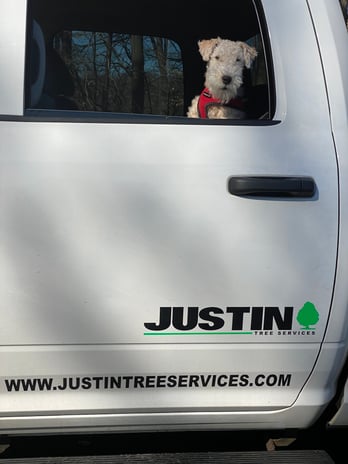 Images Justin Tree Services & Lawn Care