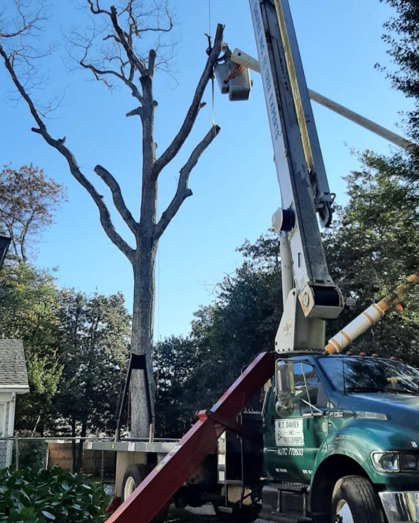 Images R.T. Davies Inc. Tree Experts
