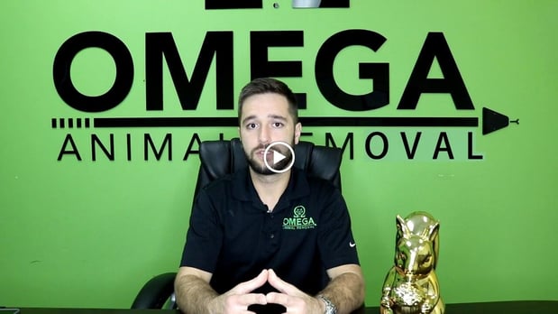Images Omega Animal Removal Houston