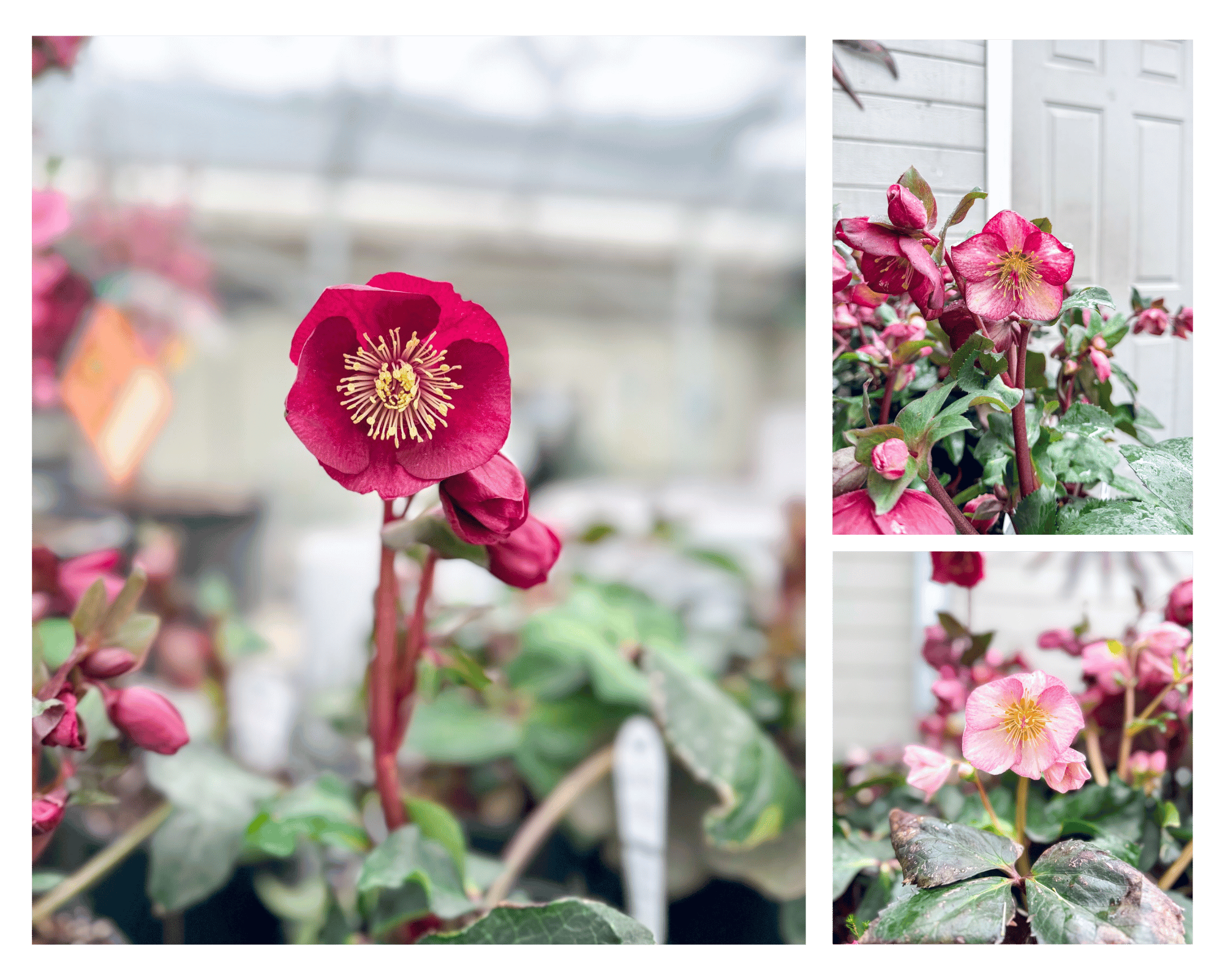 Hellebore are one of the prettiest early spring annuals! They give you hope that spring is on the wa 