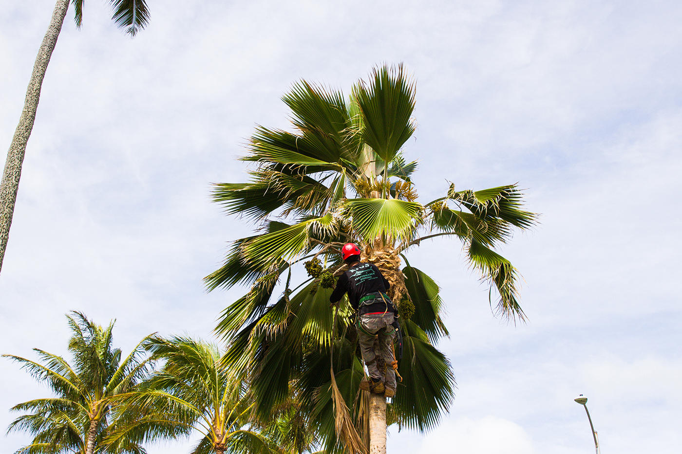 A tree service worker in Oahu, Hawaii, expertly prunes a tree, allowing more sunlight to reach the home and garden below.