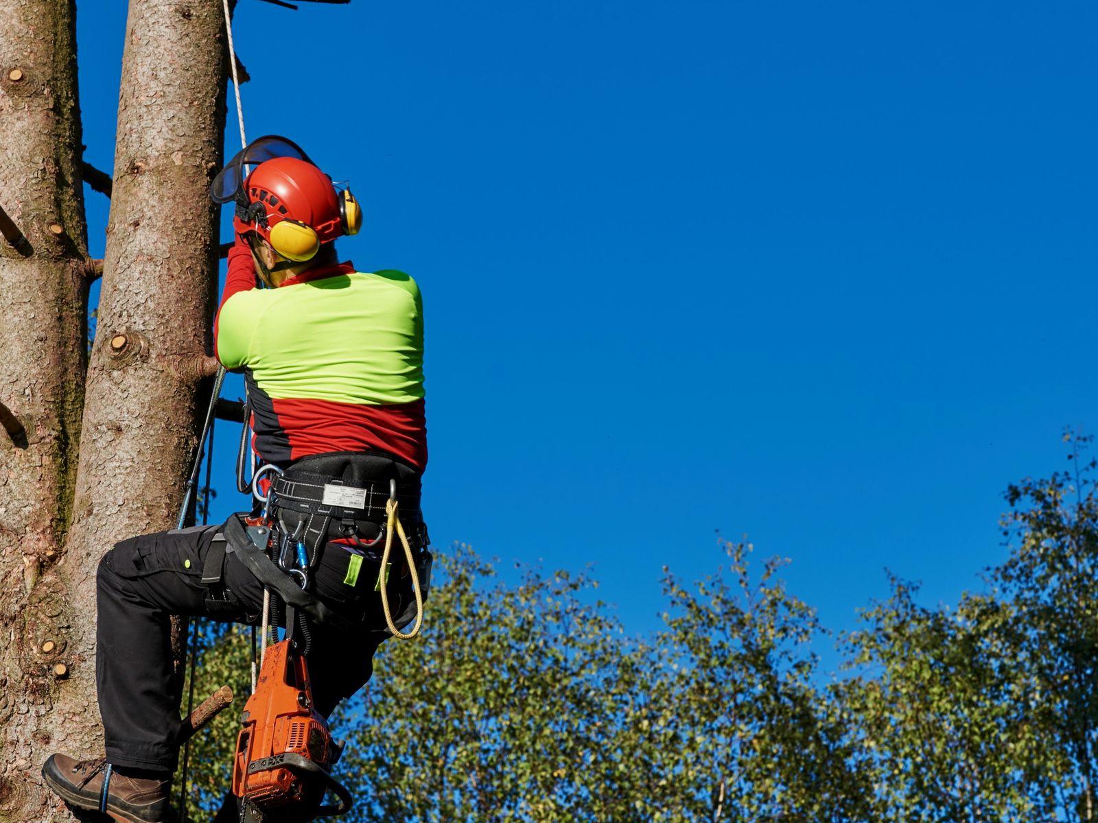 Ben's Tree Service LLC
