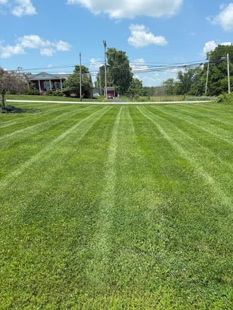 Images LawnCat Lawn Care