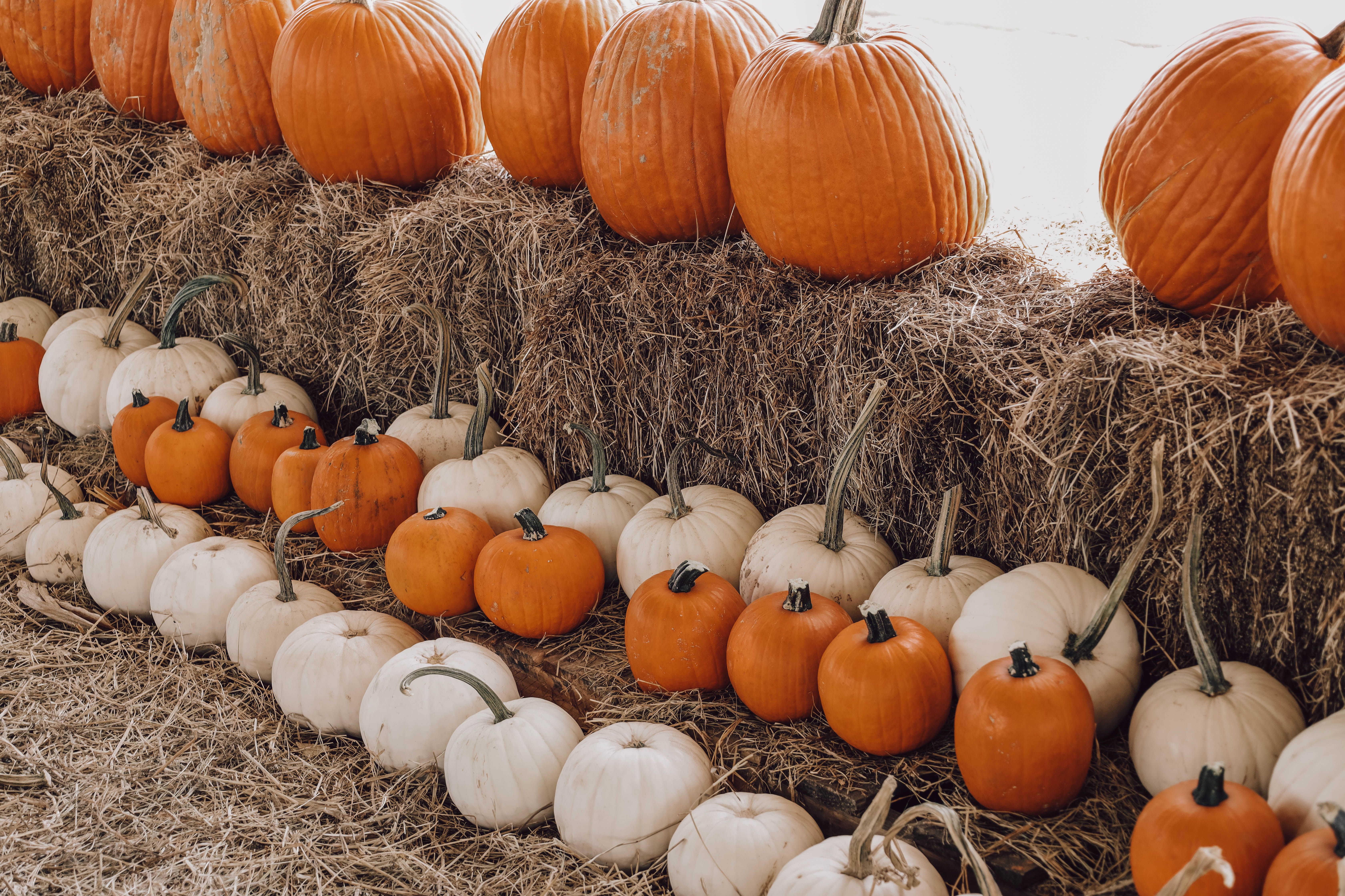 A neatly arranged harvest of classic orange carving pumpkins, white gourds, and miniature pumpkins resting on straw bales for autumn home and porch decor.