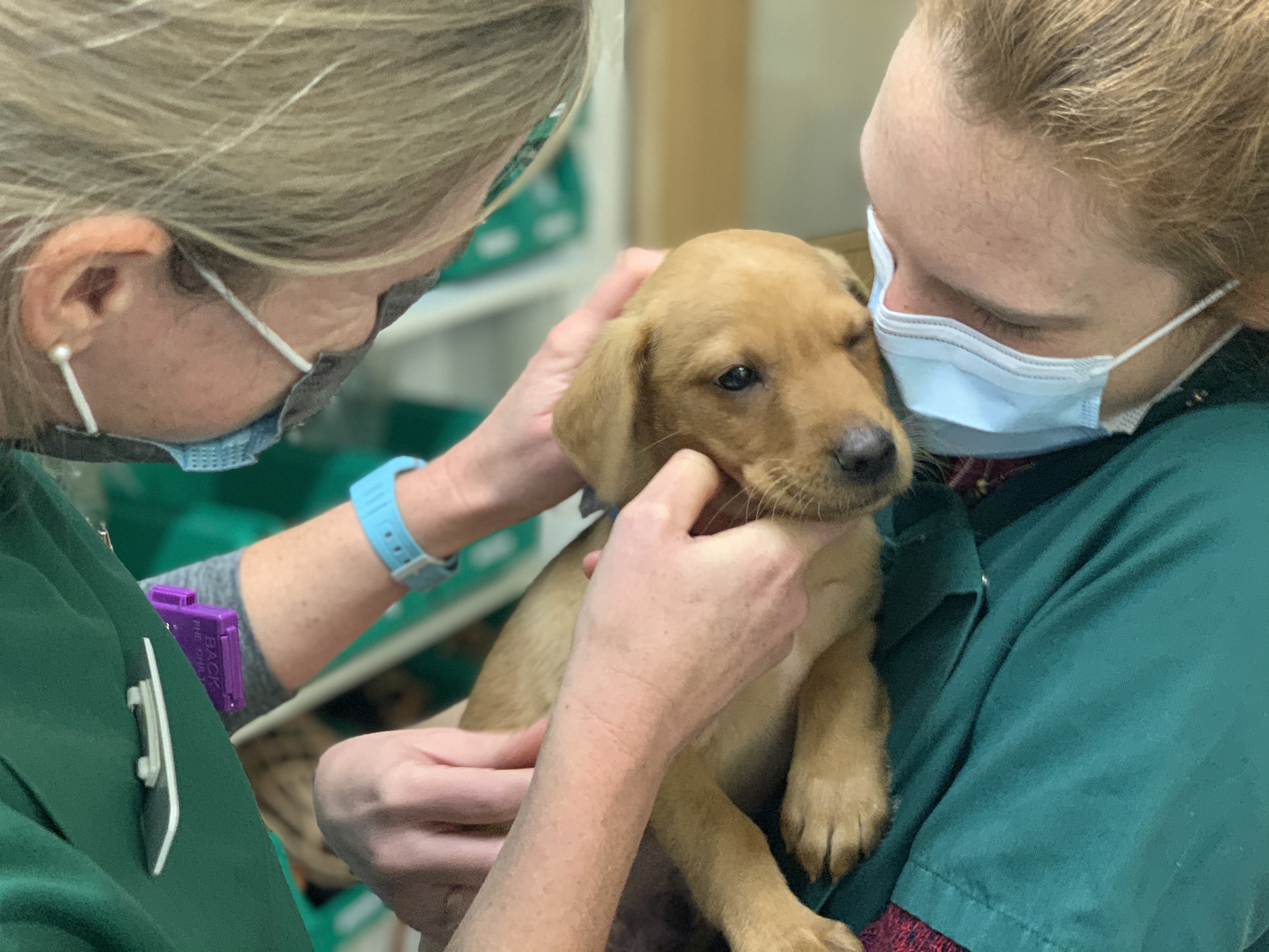 Images Streatham Hill Veterinary Surgery