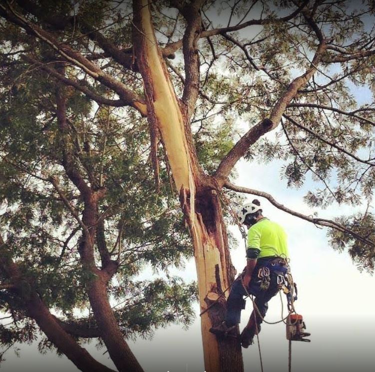Images Horizon Total Tree Service