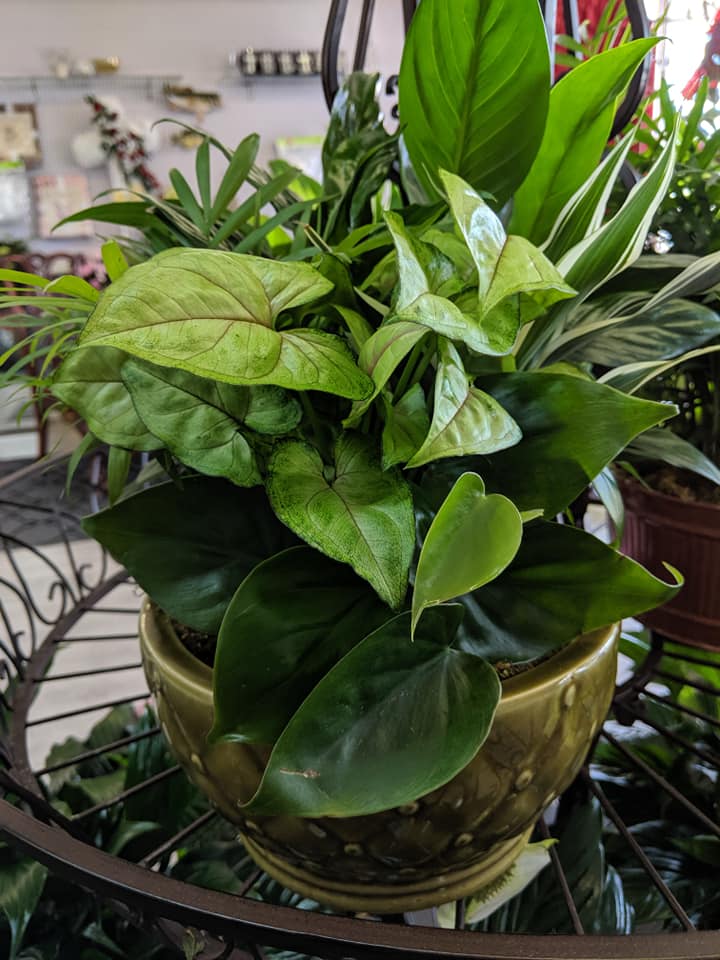 Owen's Florist Image