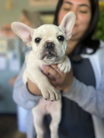 Images VCA Oak Hills Animal Hospital