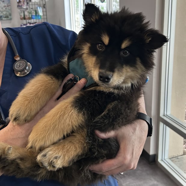 Images VCA Peone Pines Animal Hospital