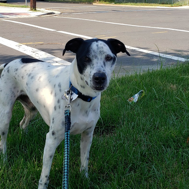 Images Danny's Pet Care LLC