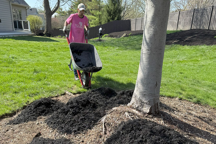 Rooted Lawn & Landscape Image