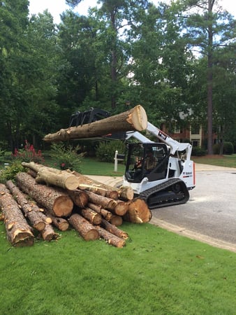 Images TreeDog Atlanta Services LLC