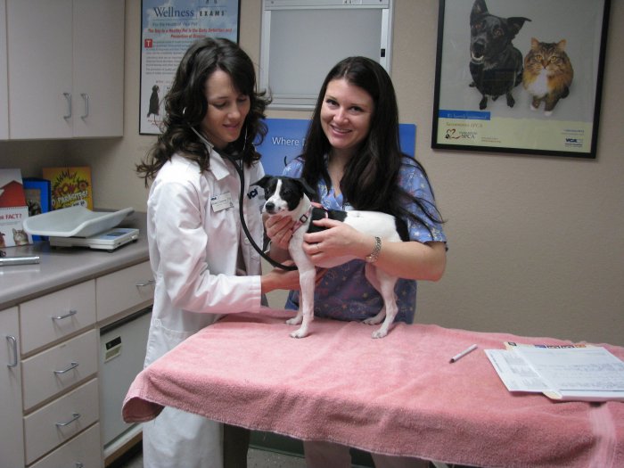 Image 6 | VCA All Our Pets Animal Hospital