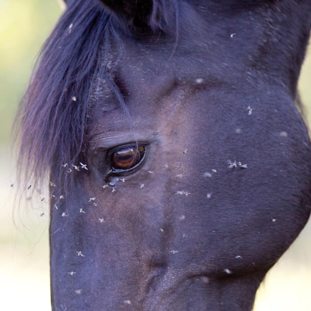 Images FULL CIRCLE EQUINE VETERINARY SERVICES
