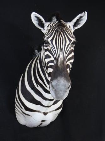 Images Safari Life Taxidermy