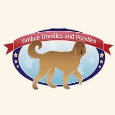 Yankee Doodles and Poodles Logo