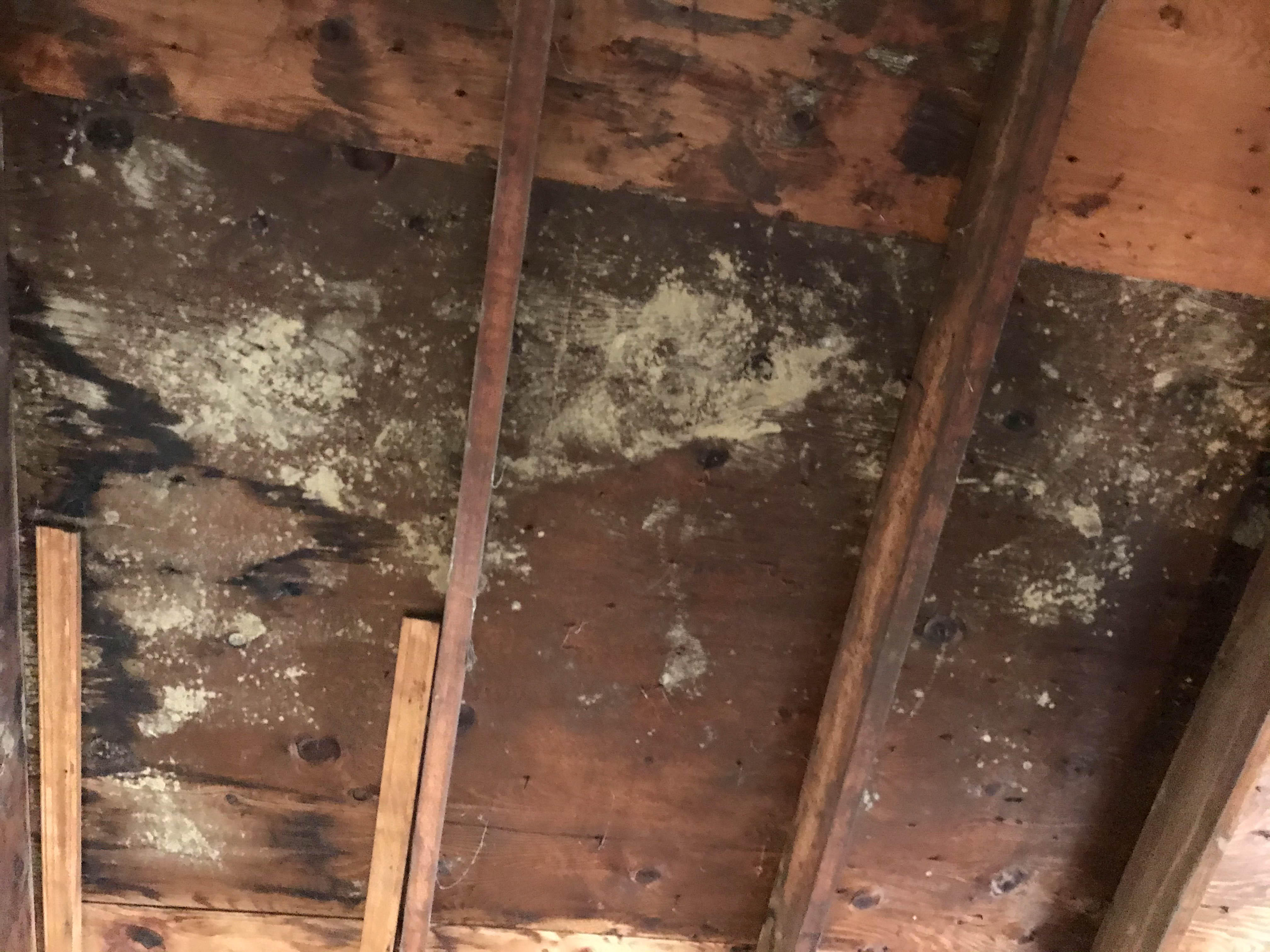 Mold can grow anywhere there is moisture! Don't try to deal with it on your own. SERVPRO of North East Chester County can help you with any hidden moisture in your Phoenixville, PA home. Give us a call!