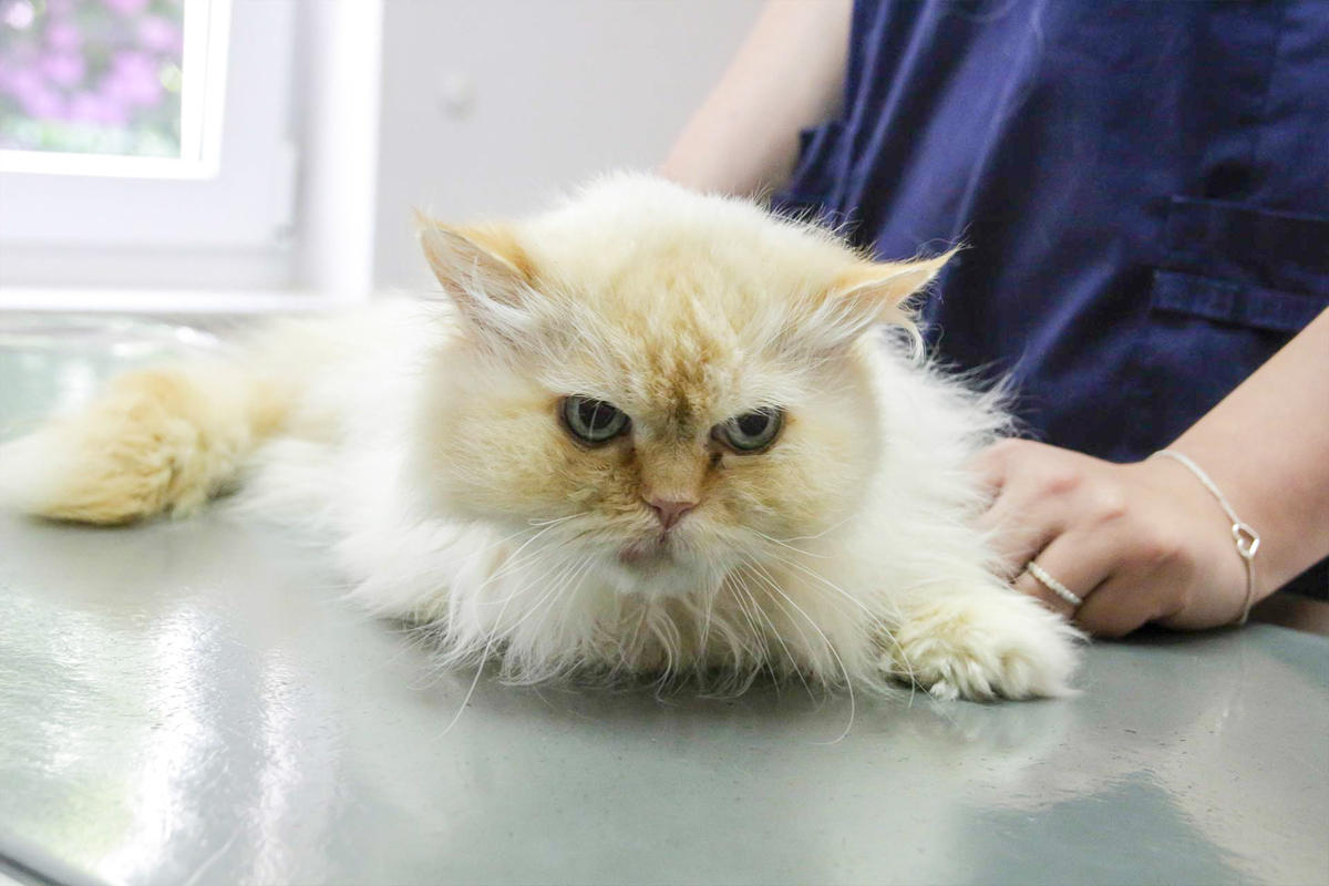 Bild 5 Tierarzt Nieder Schloß Holte-Stukenbrock, Tierärztliches Zentrum am Holter Wald, Kleintierpraxis Dr. Nieder in Schloß Holte-Stukenbrock