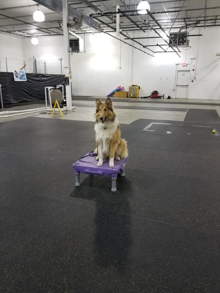 Sit Now Stay Dog Training Photo