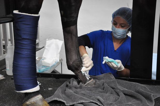Images Palm Beach Equine Clinic