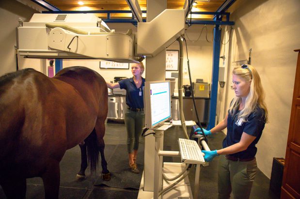Images Palm Beach Equine Clinic