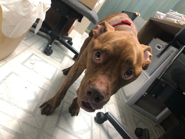 Images Melrose La Brea Animal Hospital