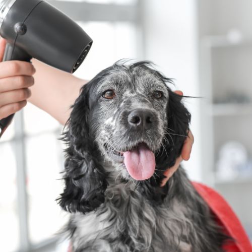 Images Shear Pawfection