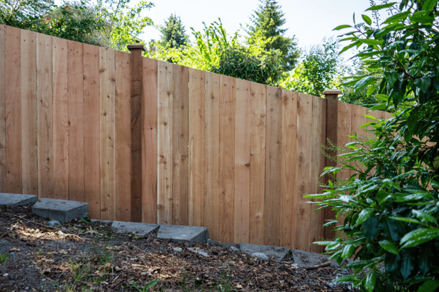 Images Rare Bears Fencing