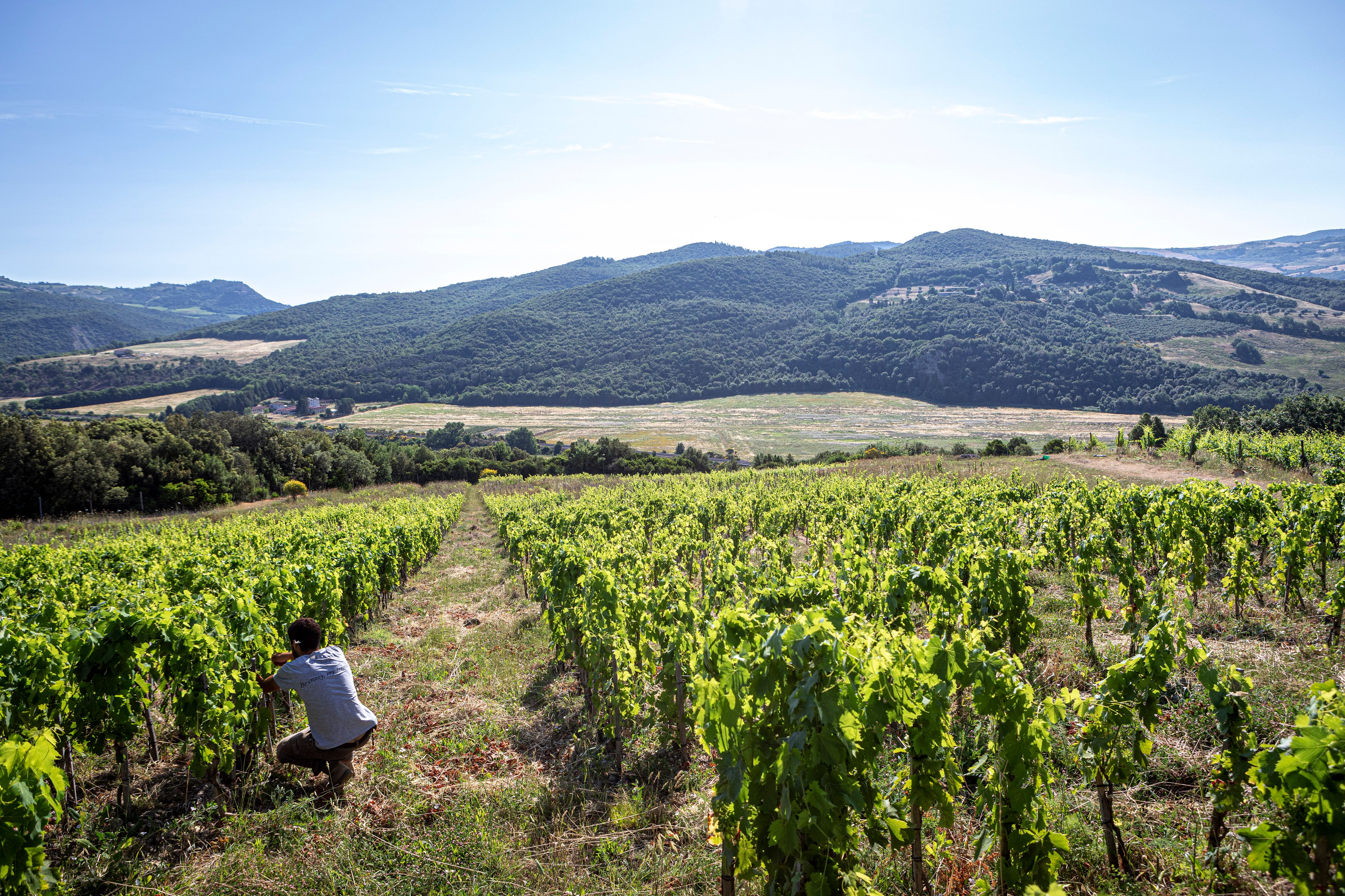 Bilder Chronos Wine Cellar SA