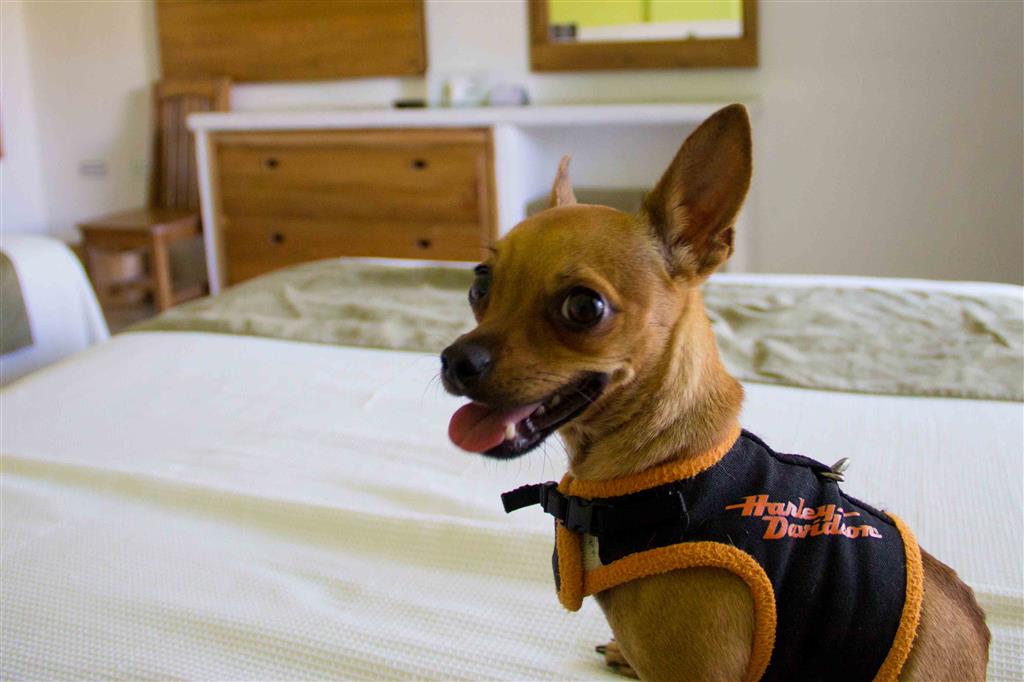 Images Best Western Posada Chahue